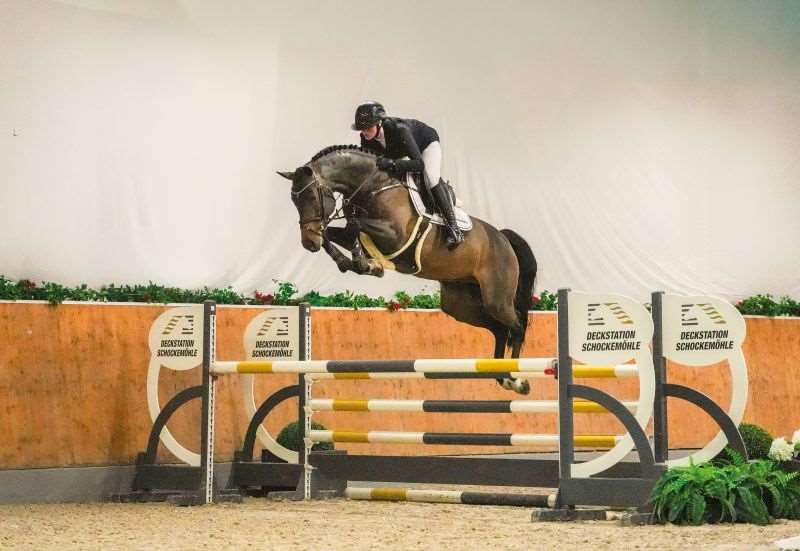 Methargos Blue PS Stallion